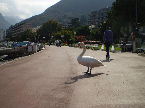 06_paradiso.jpg - A swan takes in the sights and sounds of Paradiso's city centre