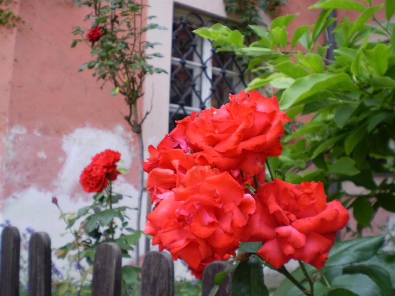 143.JPG - Flowers outside a house located on the grounds of the Strahov Monastery