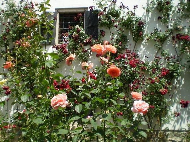 Bascarsija_005.jpg - A rose garden in Baščaršija