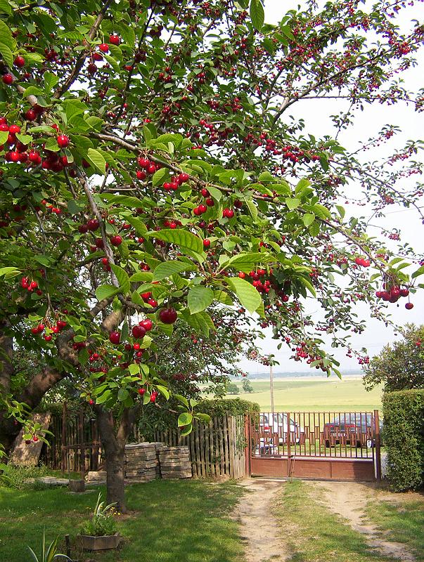 100_2014.jpg - Sour cherries in rural Fejér county.