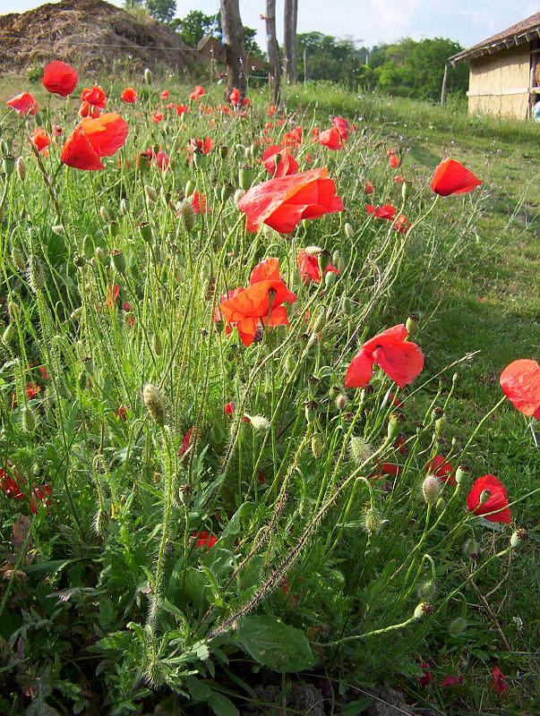 100_2018.jpg - Poppies. A village in Fejér county.