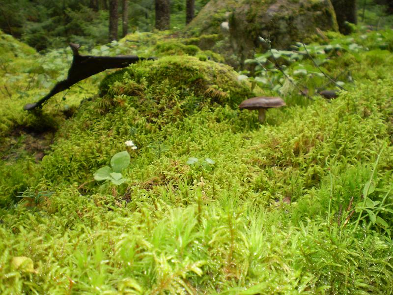 160.JPG - Forests of Abitibi