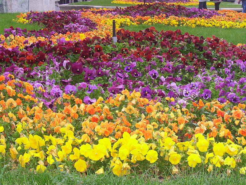 100_1751.jpg - Flowers outside the Royal Palace