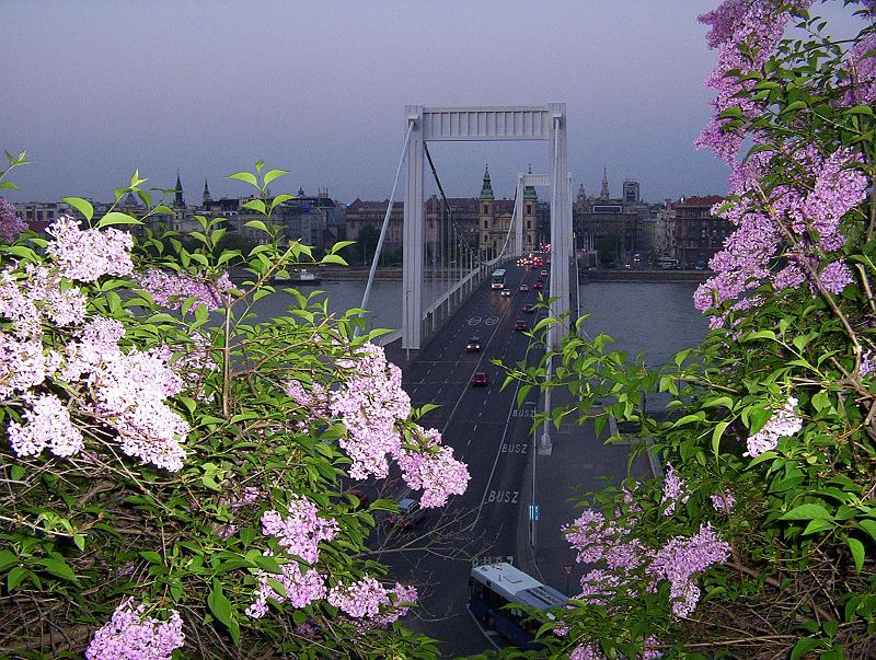 100_0943.jpg - The Elisabeth Bridge as seen from the Gellért Hill