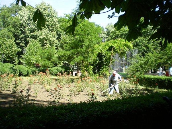 chisinau_stefan_cel_mare_park_2.jpg - An elderly woman tends to a rose garden in the Stefan Cel Mare Park