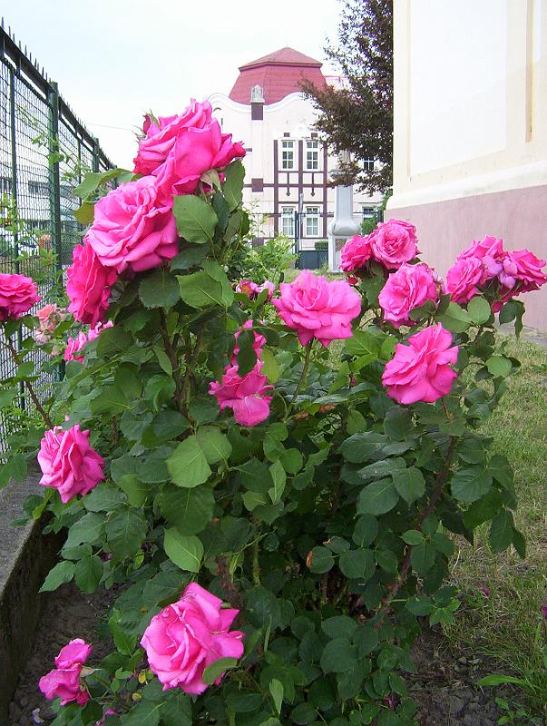 100_1961.jpg - Flowers in the garden of the Saint Imrich church